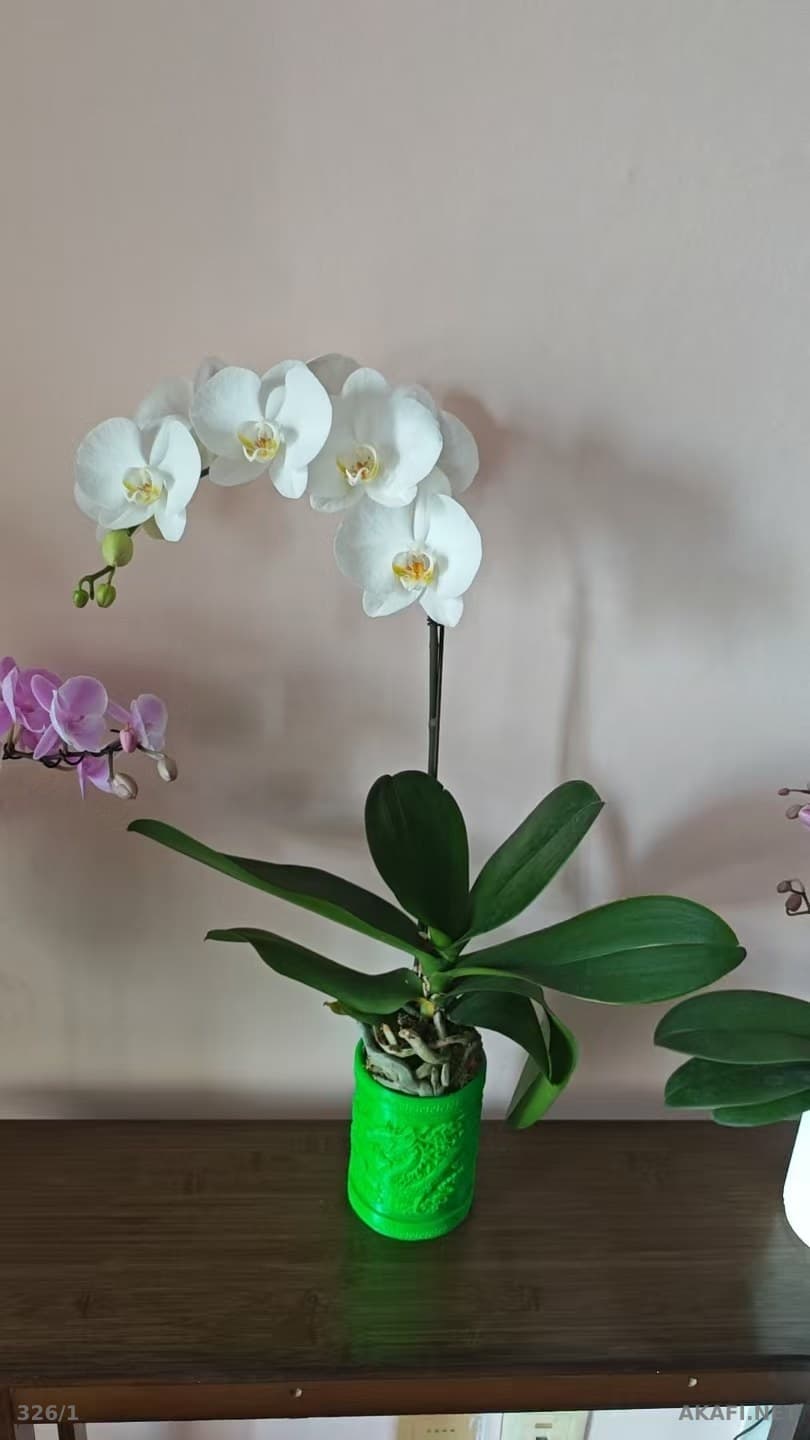Orchidées Phalaenopsis – Vente en gros, cultivées en serre, disponibles en plusieurs couleurs