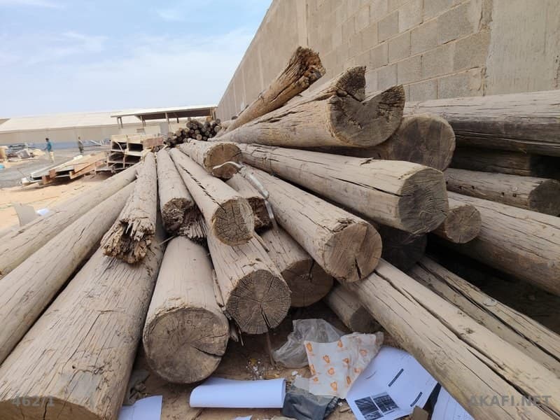 À vendre : Bois en grumes longues – Grandes quantités disponibles – Annonce n° 10017