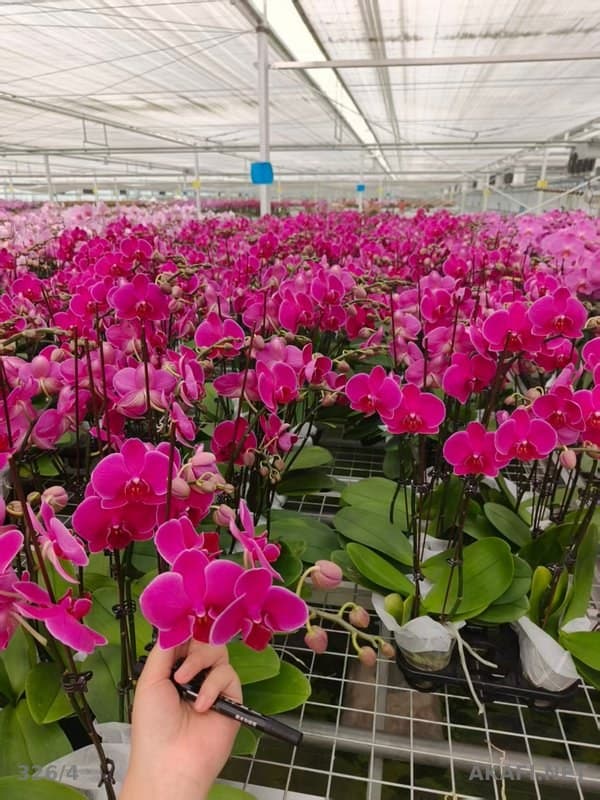 Orchidées Phalaenopsis en gros – Production sous serre – Disponibles en plusieurs couleurs